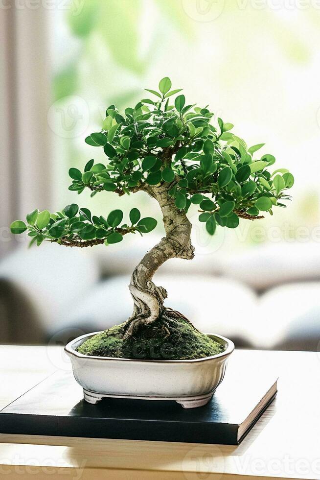 Bonsai Bliss Beginner's Handbook with Captivating White Background Photograph of Ficus Bonsai photo