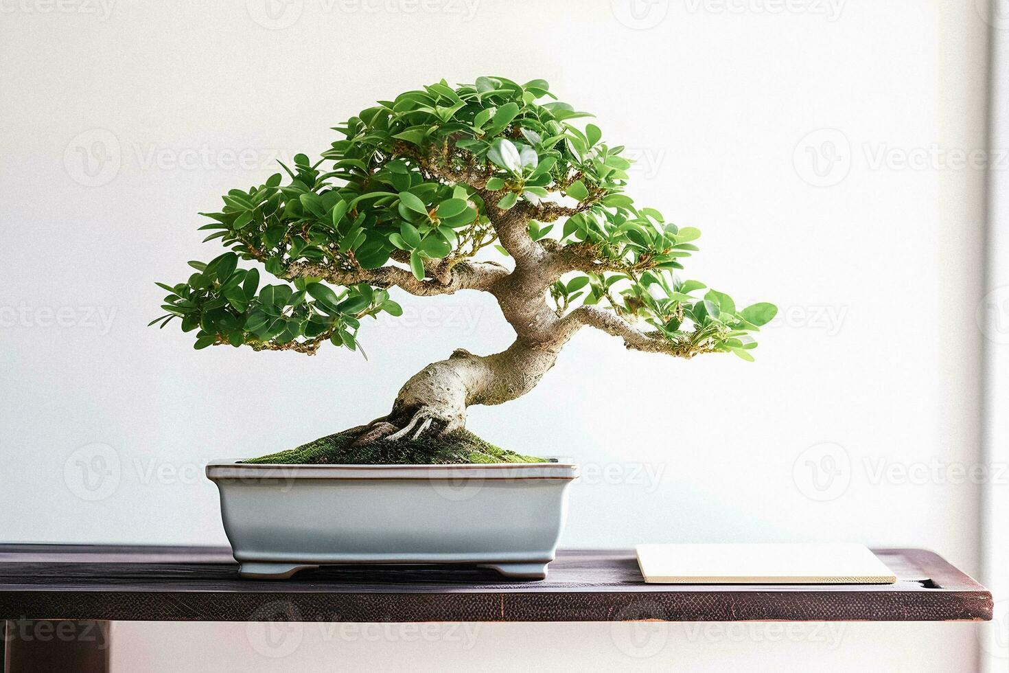 Bonsai Bliss Beginner's Handbook with Captivating White Background Photograph of Ficus Bonsai photo