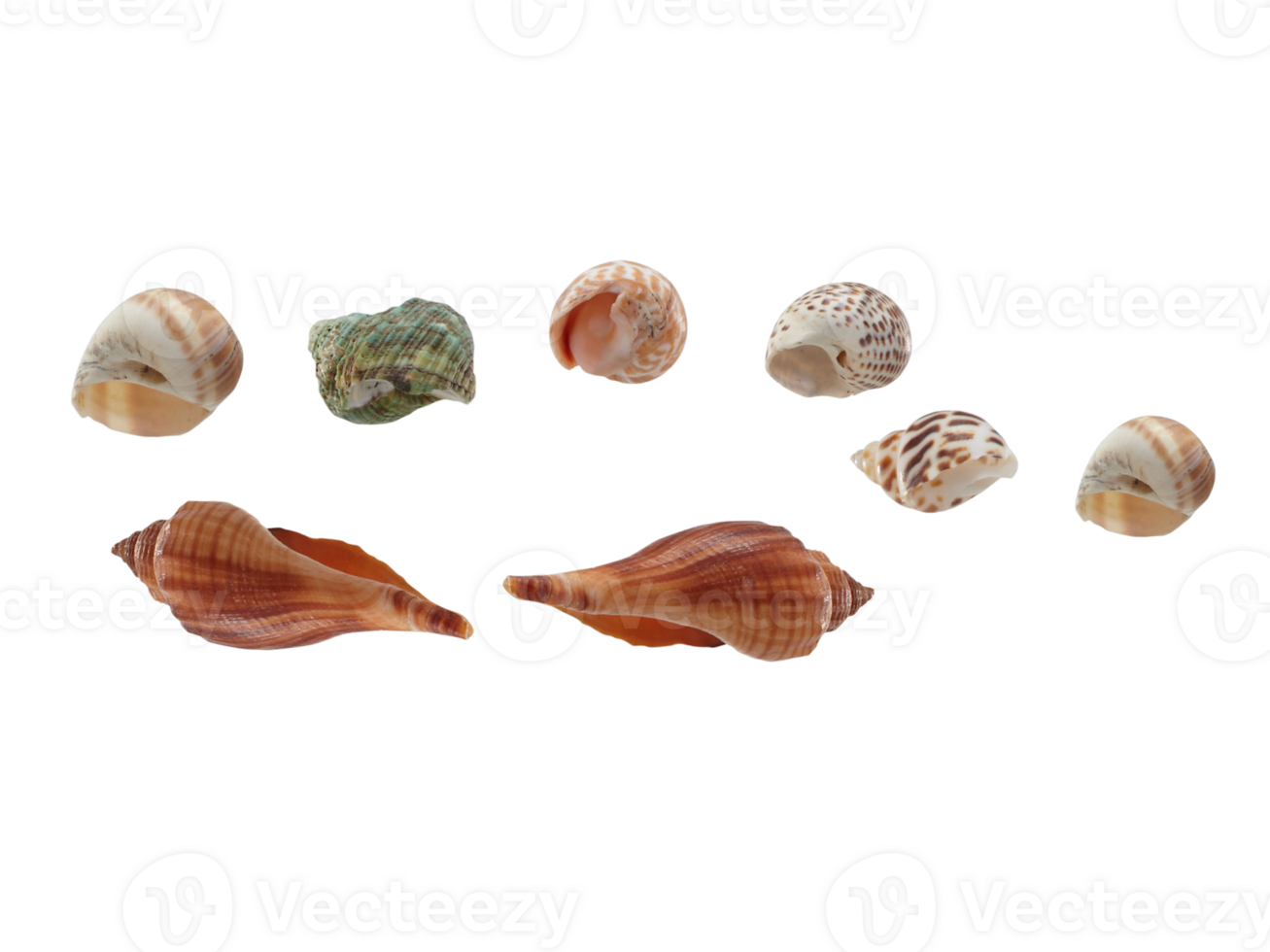 sea shells PNG transparent