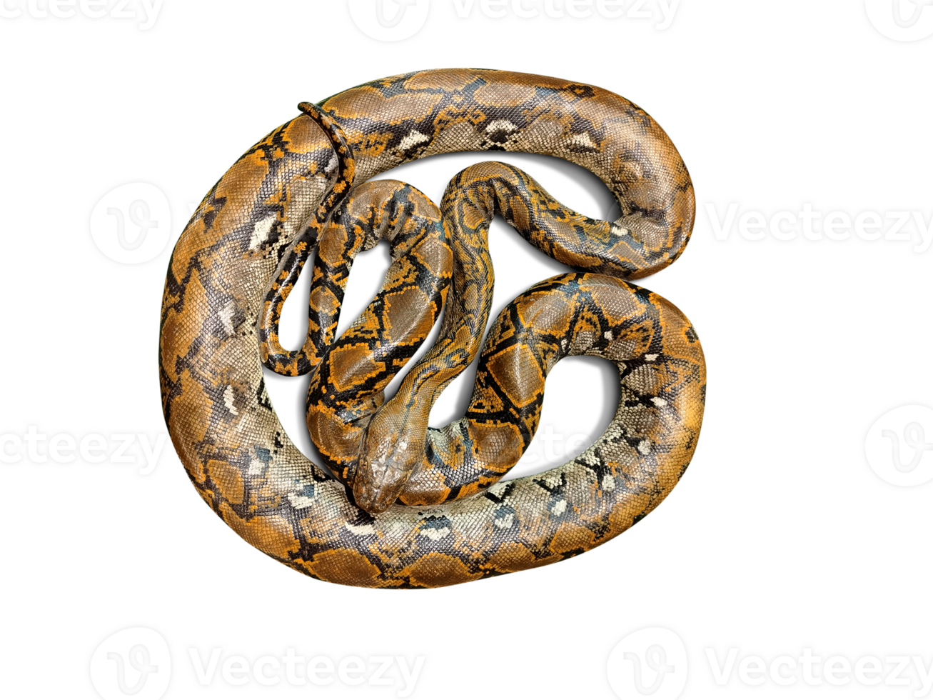 Burmese python  isolated PNG transparent