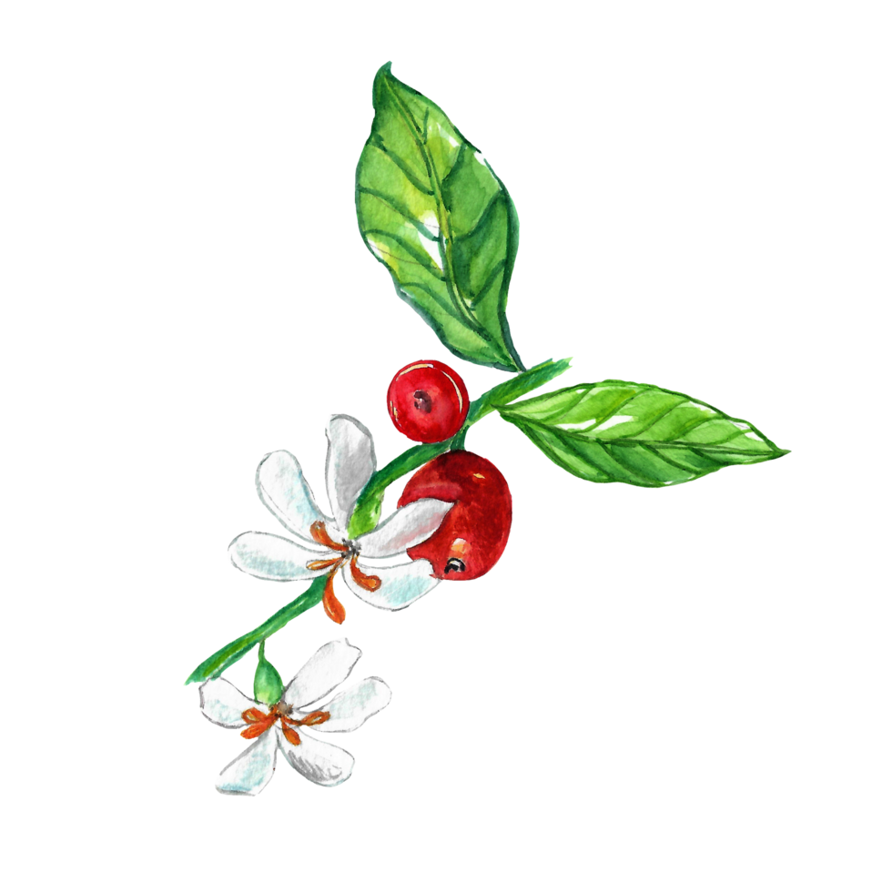 Watercolor painted coffee beans with leaves png