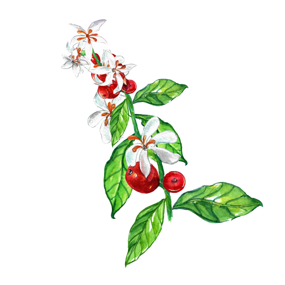 Watercolor painted coffee beans with leaves png