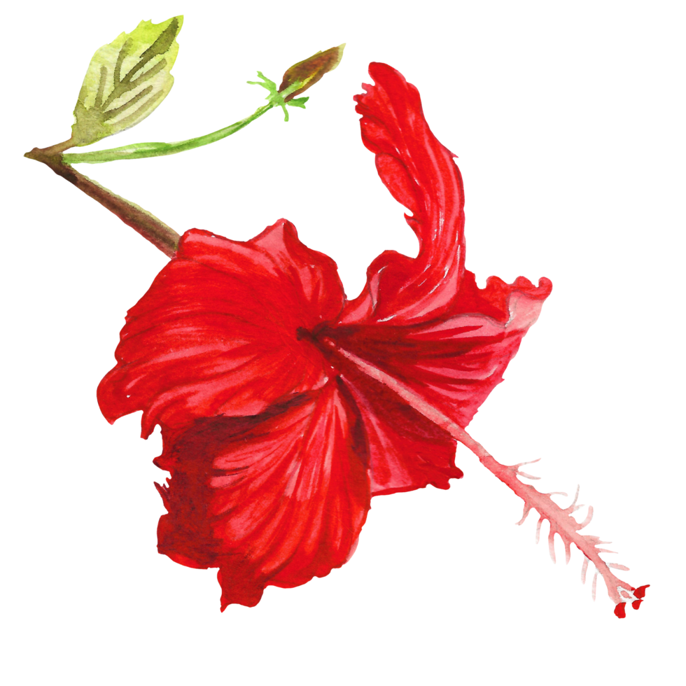 Watercolor hibiscus flower, Hand drawn floral element, red blossom png