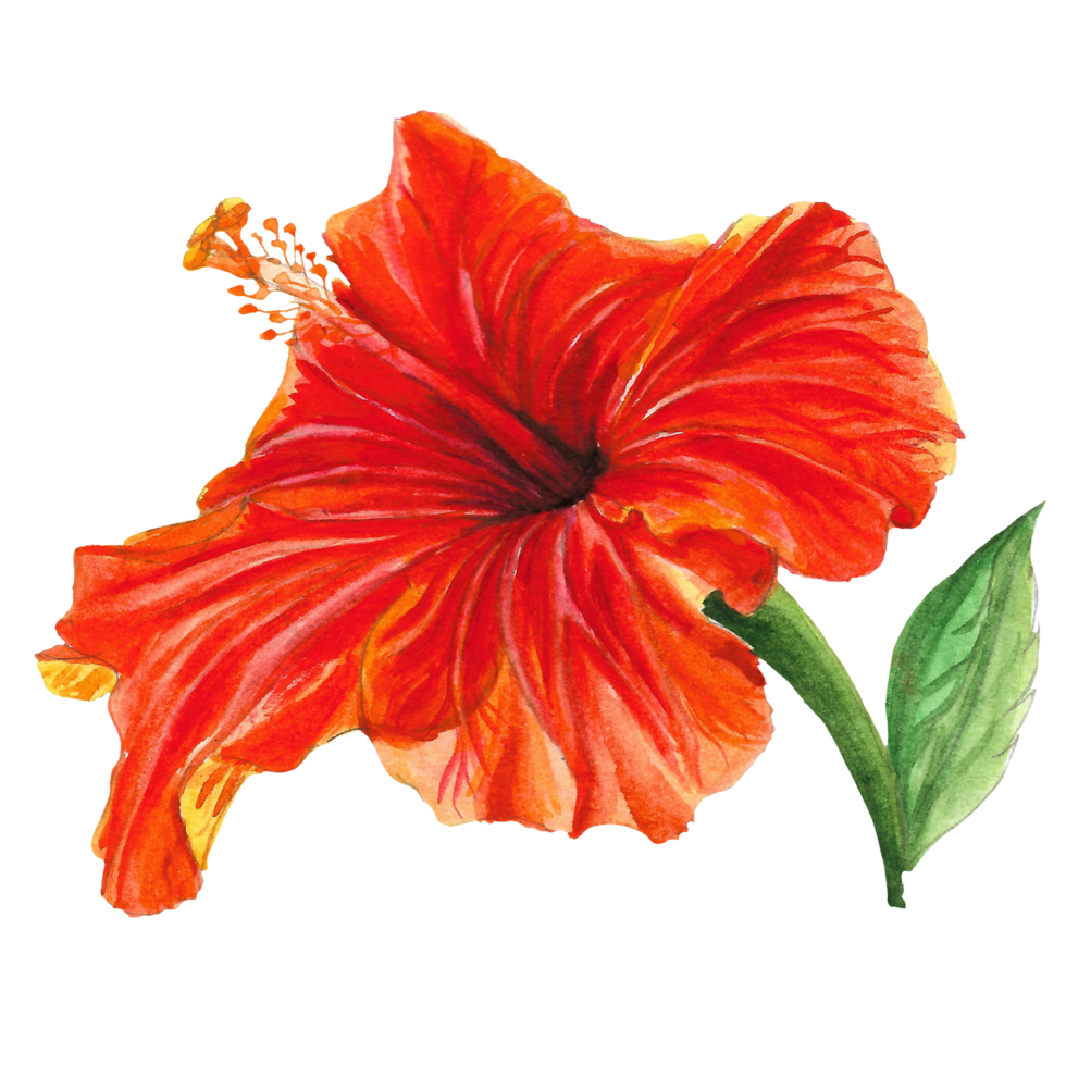 Watercolor hibiscus flower, Hand drawn floral element, red blossom png