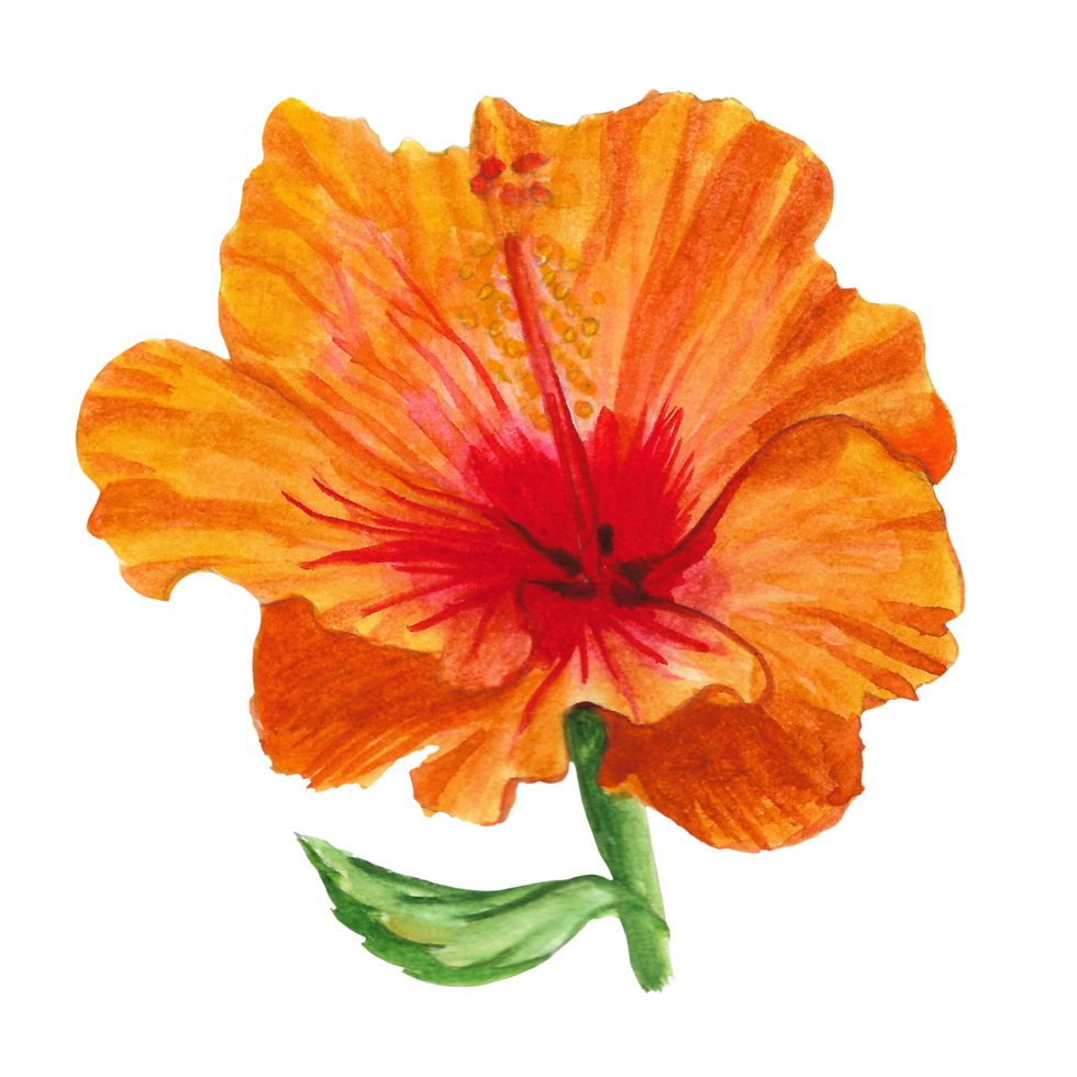 waterverf hibiscus bloem, hand- getrokken bloemen element, rood bloesem png