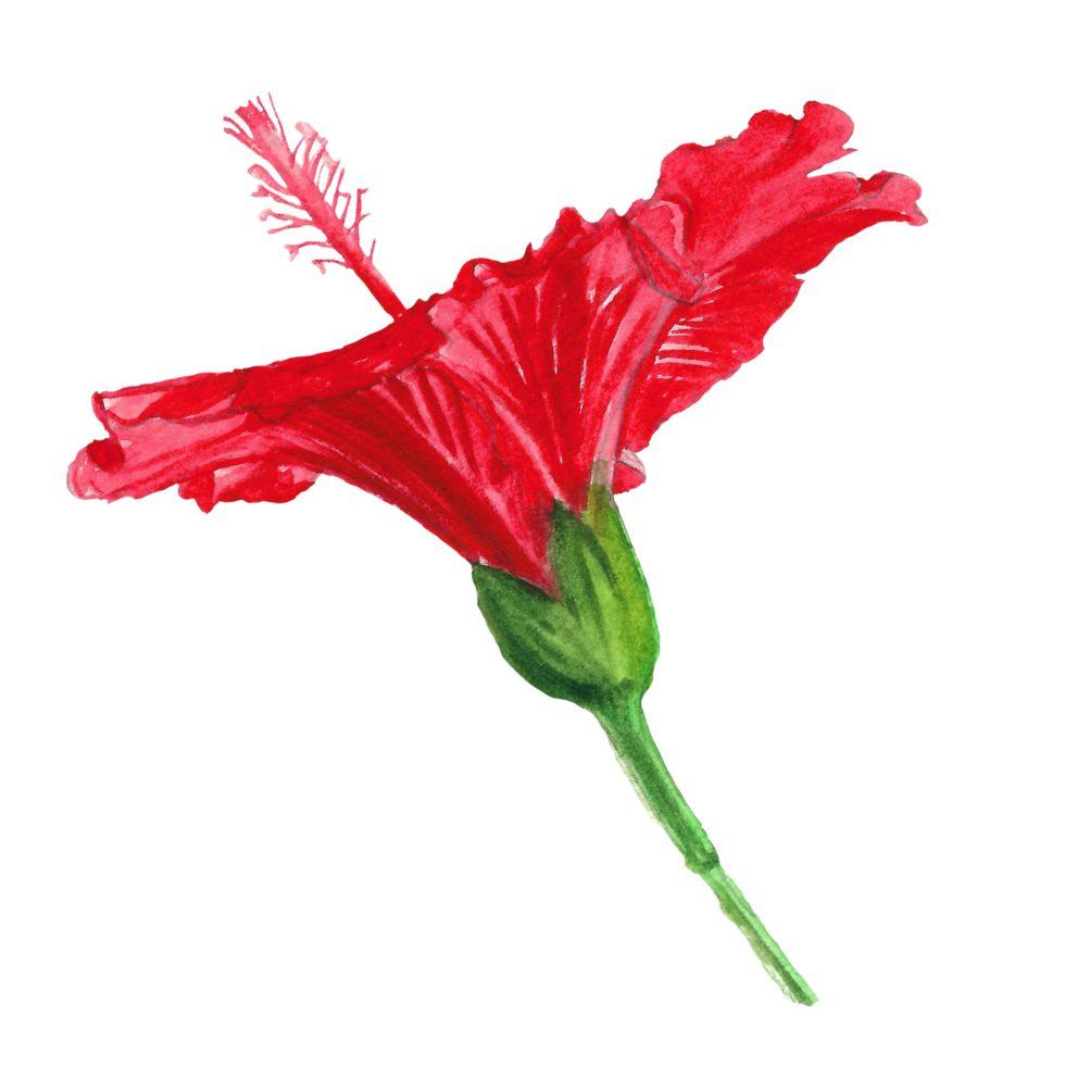 Watercolor hibiscus flower, Hand drawn floral element, red blossom png