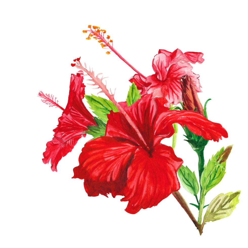 vattenfärg hibiskus blomma, hand dragen blommig element, röd blomma png