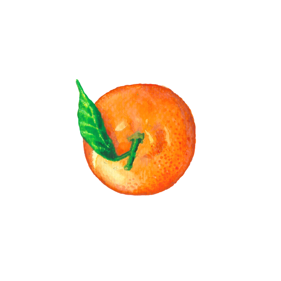 acuarela ilustración de naranja Fruta png