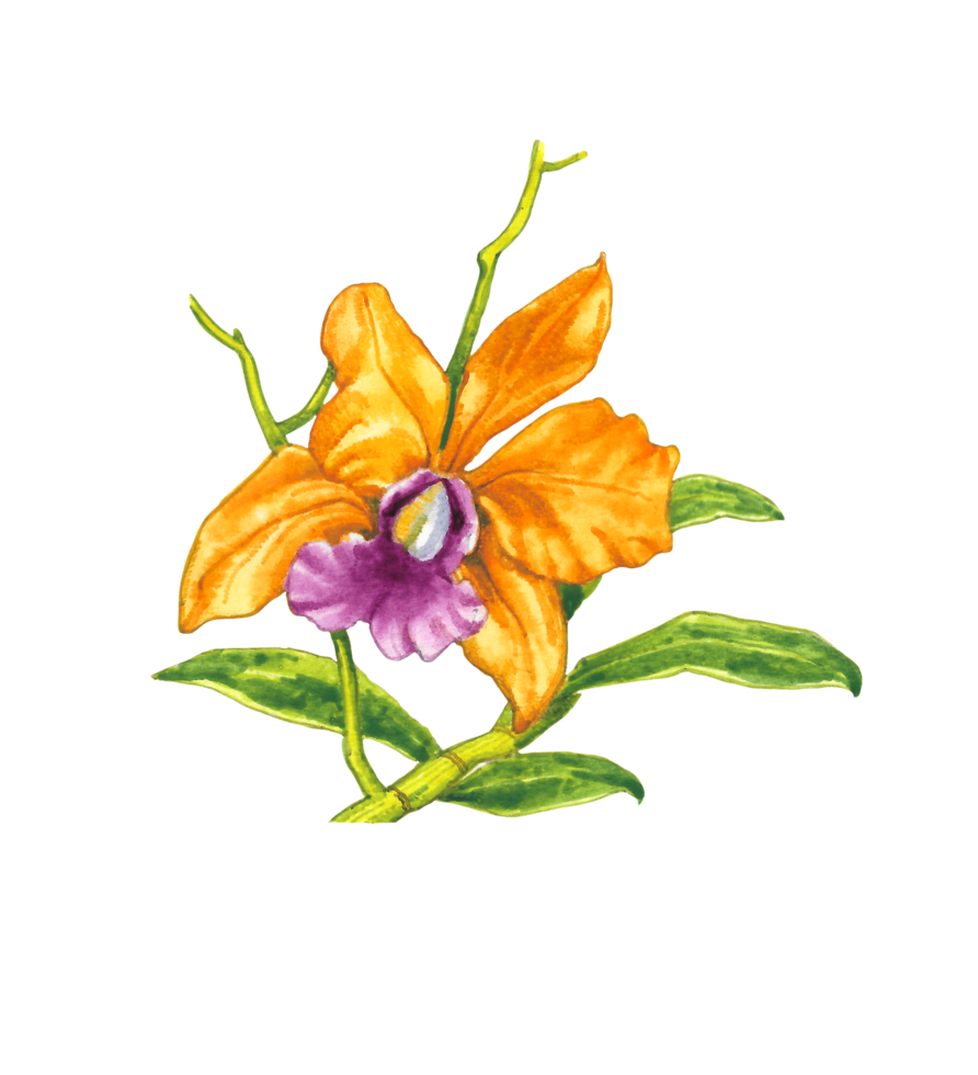 Watercolor orchid flower, Hand drawn floral element png