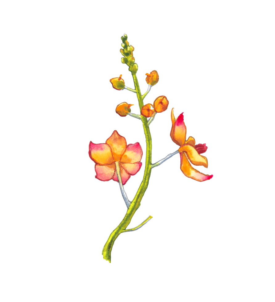 Aquarell Orchidee Blume, Hand gezeichnet Blumen- Element png
