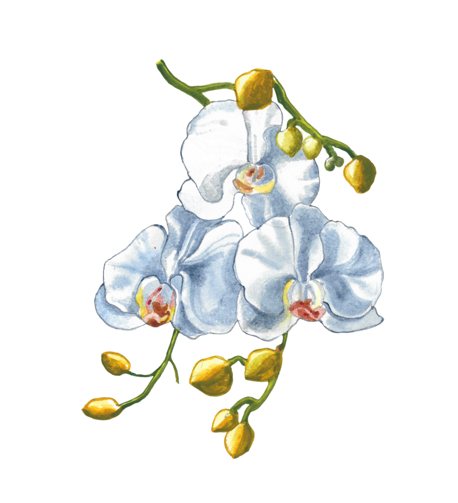 vattenfärg orkide blomma, hand dragen blommig element png