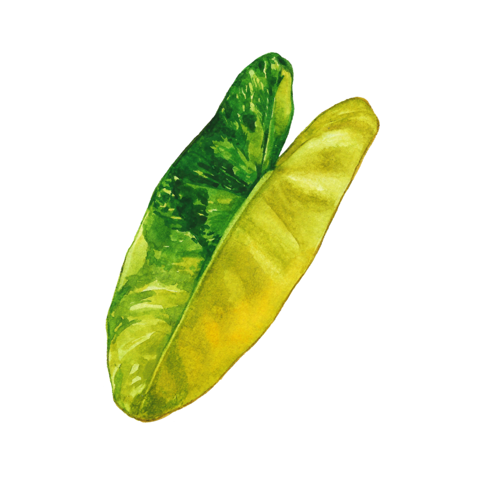 aquarelle peint tropical feuille, main tiré vert feuille png