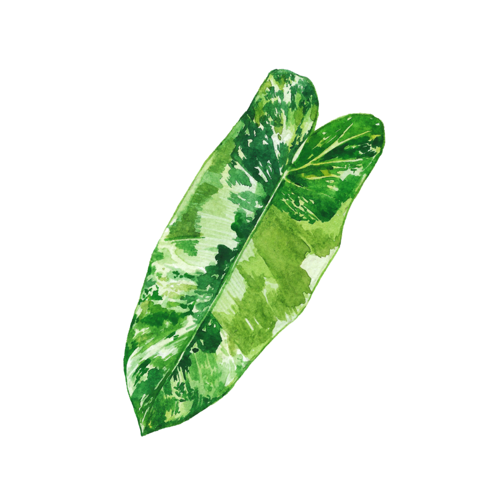 Watercolor painted tropical leaf, Hand drawn green leaf png