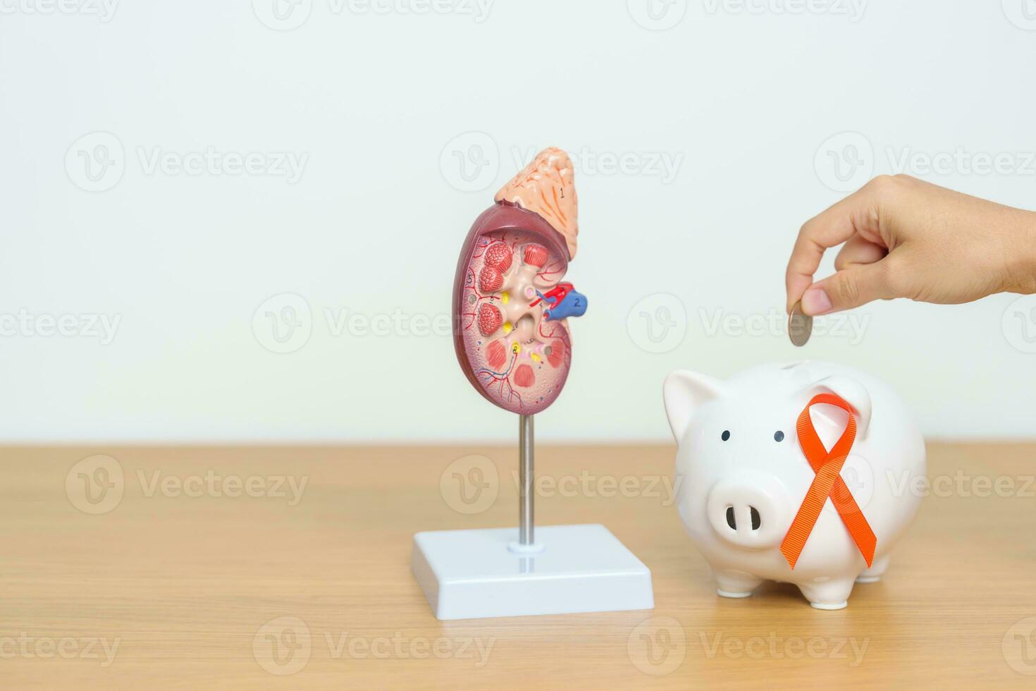 kidney Adrenal gland model with Piggy Bank and orange ribbon for disease of Urinary system and Stones, Cancer, world kidney day, Chronic kidney, Donation and Charity concept photo