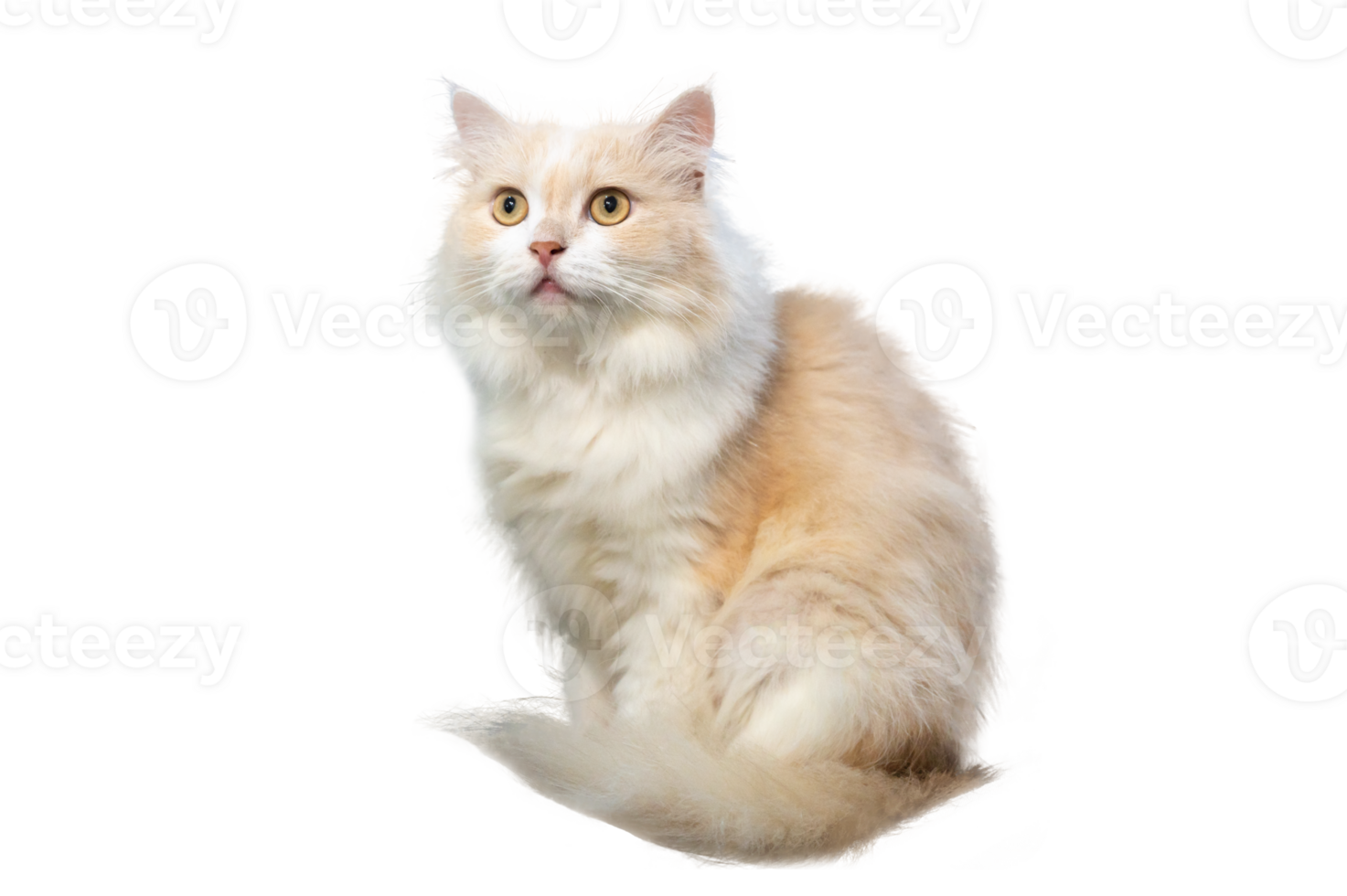 Persian cat light brown and white, isolate on transparent background PNG file