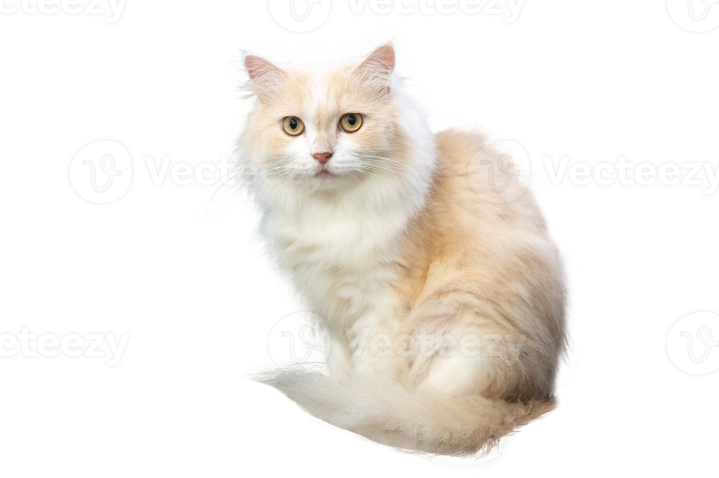 Persian cat light brown and white, isolate on transparent background PNG file