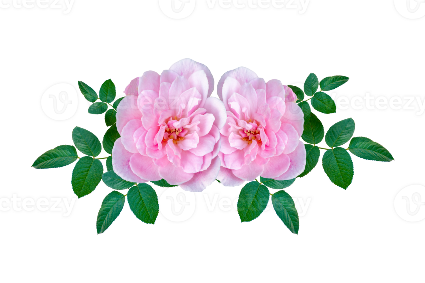 Bouquet of pink roses on Isolate on transparent background PNG file