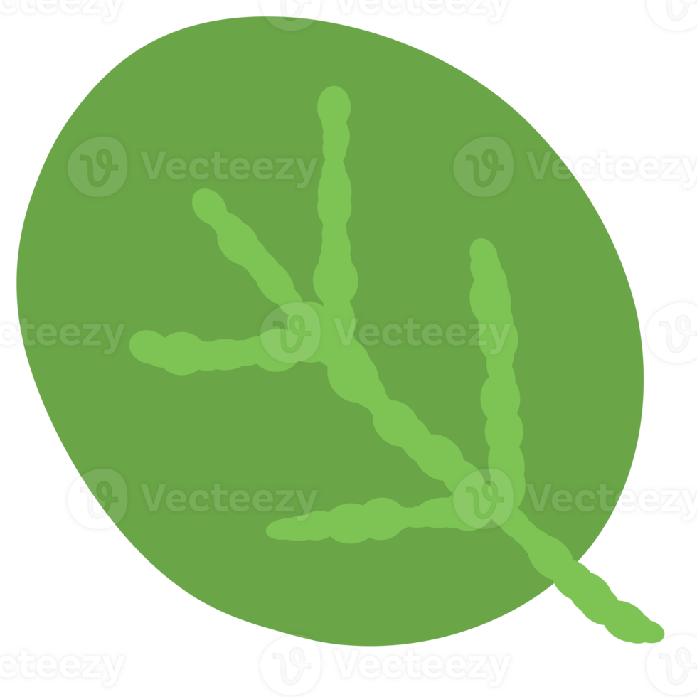 Drawing of green leaf isolated on transparent background for usage as an illustration, a decorative element, nature and springtime concept png