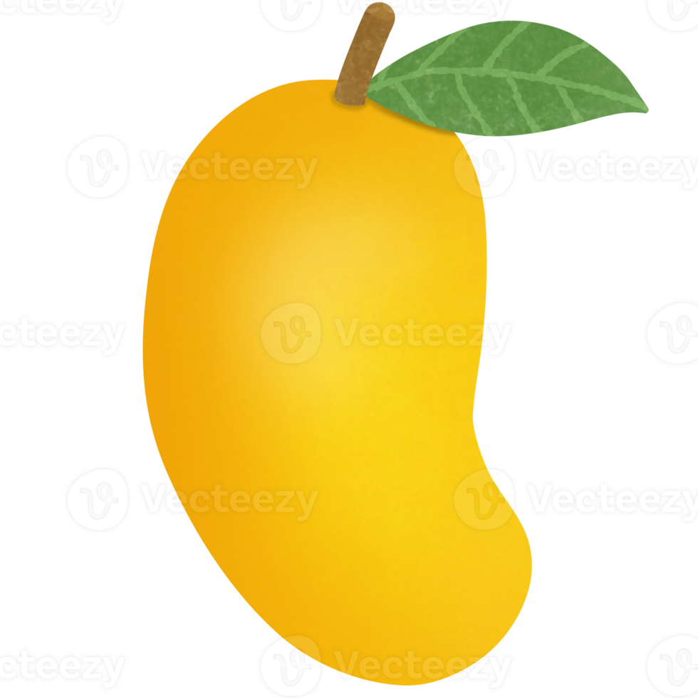 Drawing of mango isolated on transparent background for usage as an illustration, food, fruits and eating concept png