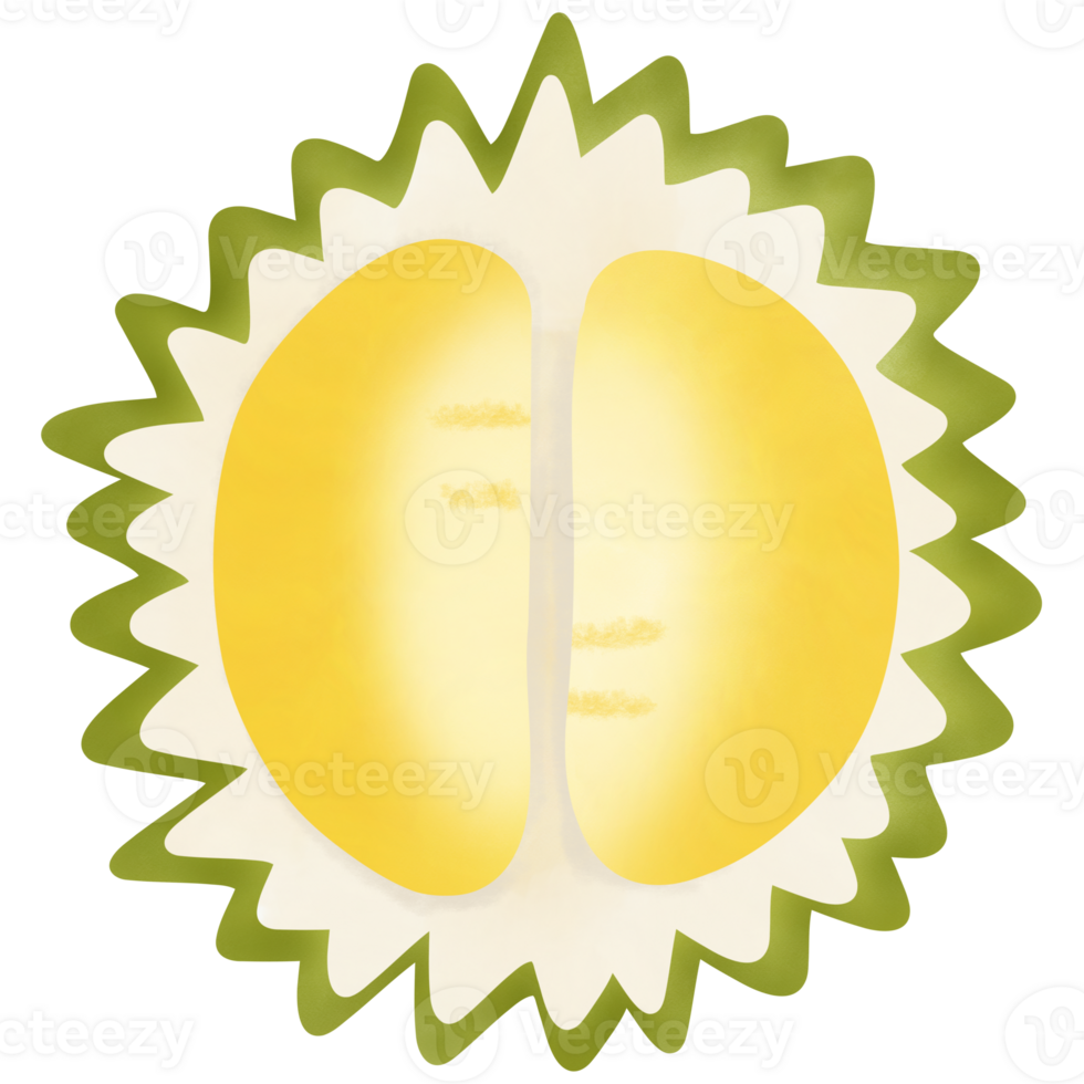 Drawing of durian isolated on transparent background for usage as an illustration, food, fruits and eating concept png