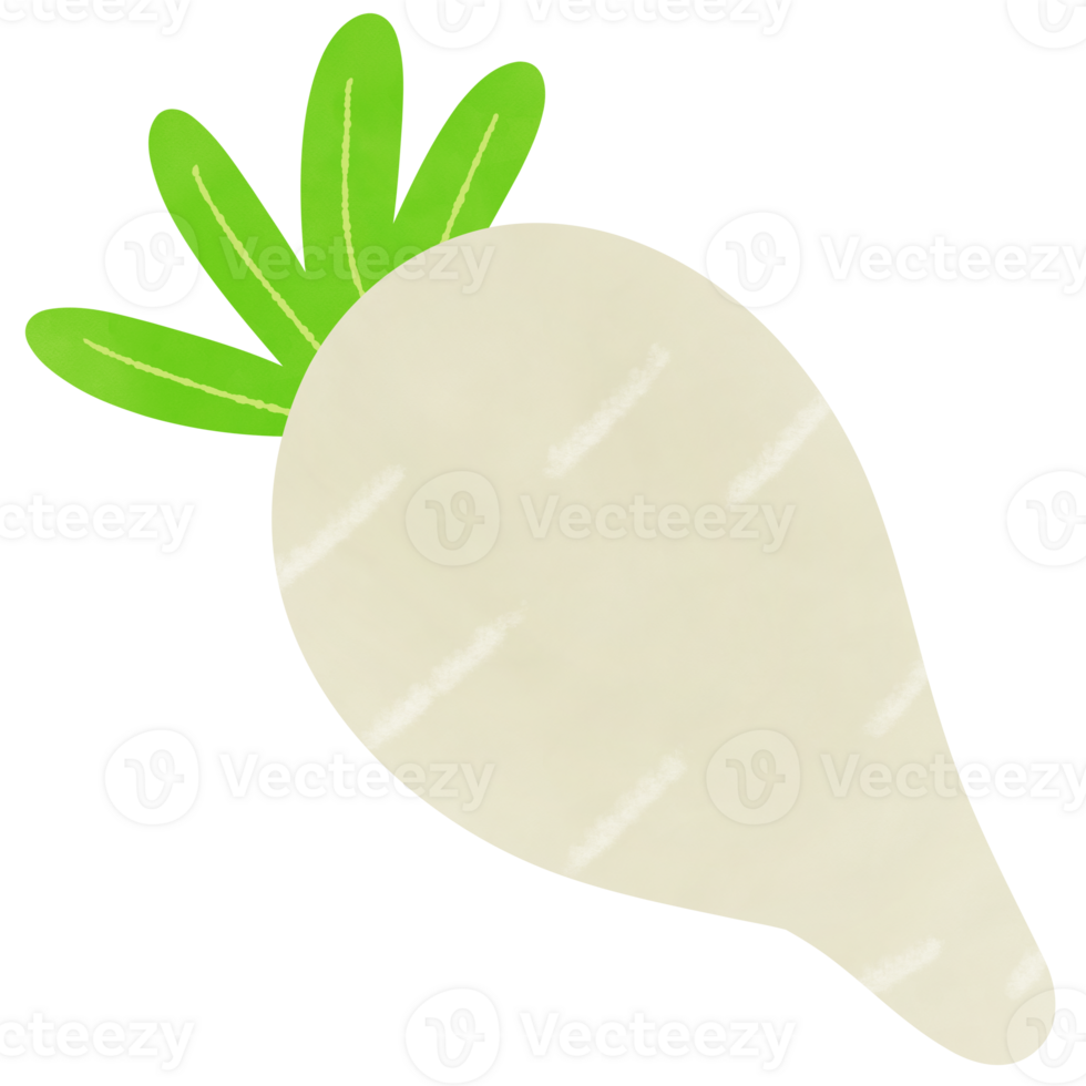 Drawing of daikon radish isolated on transparent background for usage as an illustration, food, vegetables and eating concept png