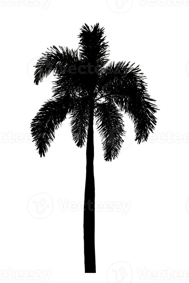 Silhouette palm tree brush design on white background, illustrations brush brush from real tree with clipping path and alpha channel photo