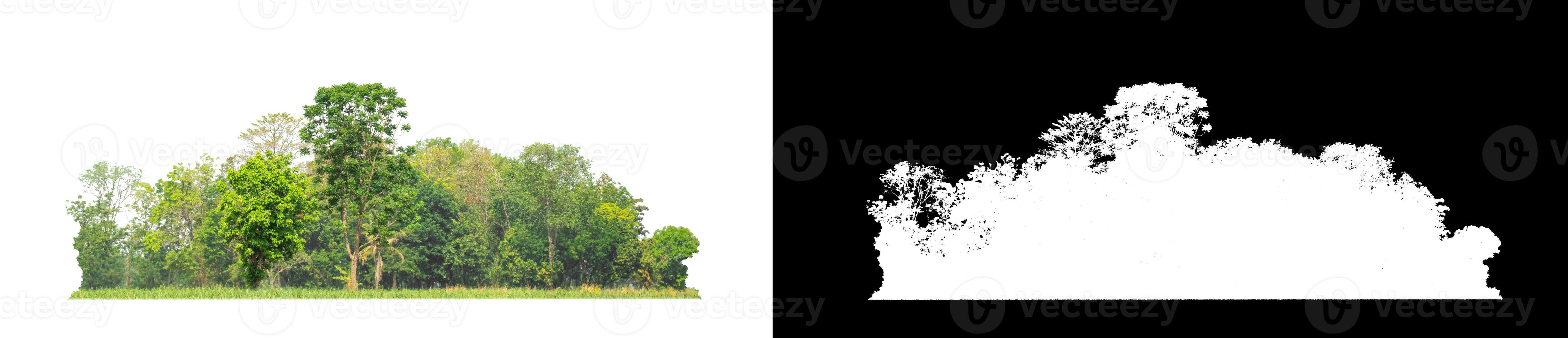 Green Trees isolated on white background.are Forest and foliage in summer for both printing and web pages with cut path and alpha channel photo