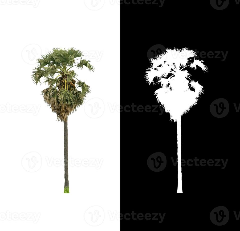 sugar palm that are isolated on a white background are suitable for both printing and web pages photo