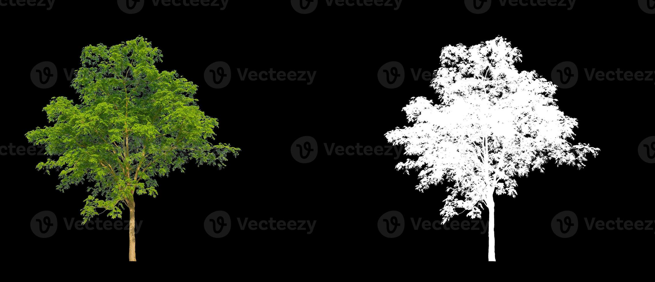 Isolated single tree with clipping path and alpha channel on black background. photo