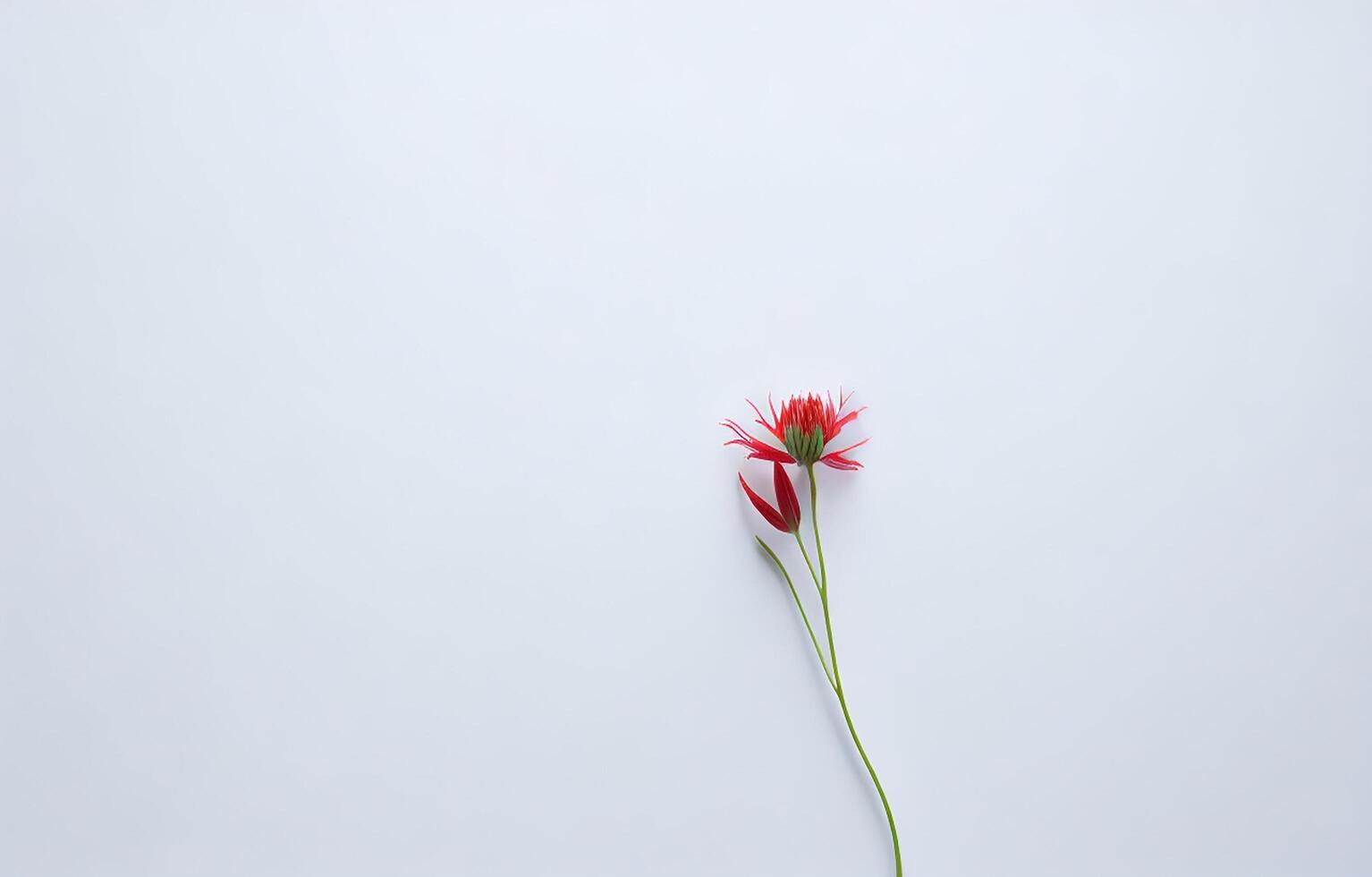 Abstract White Background, White Background, Orange And White Background, Background, photo