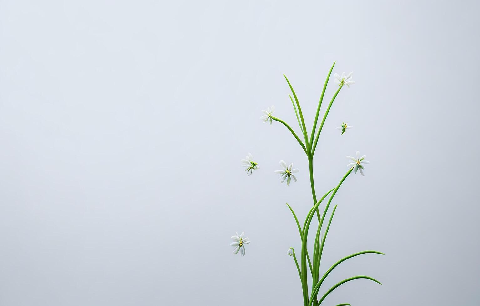 Abstract White Background, White Background, Orange And White Background, Background, photo