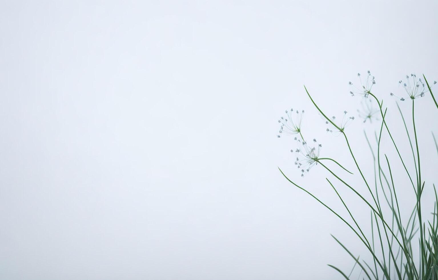 Abstract White Background, White Background, Orange And White Background, Background, photo