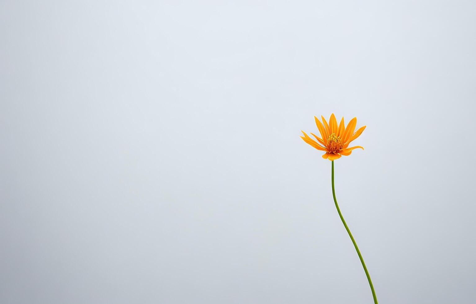 resumen blanco fondo, blanco fondo, naranja y blanco fondo, fondo, ai generado foto