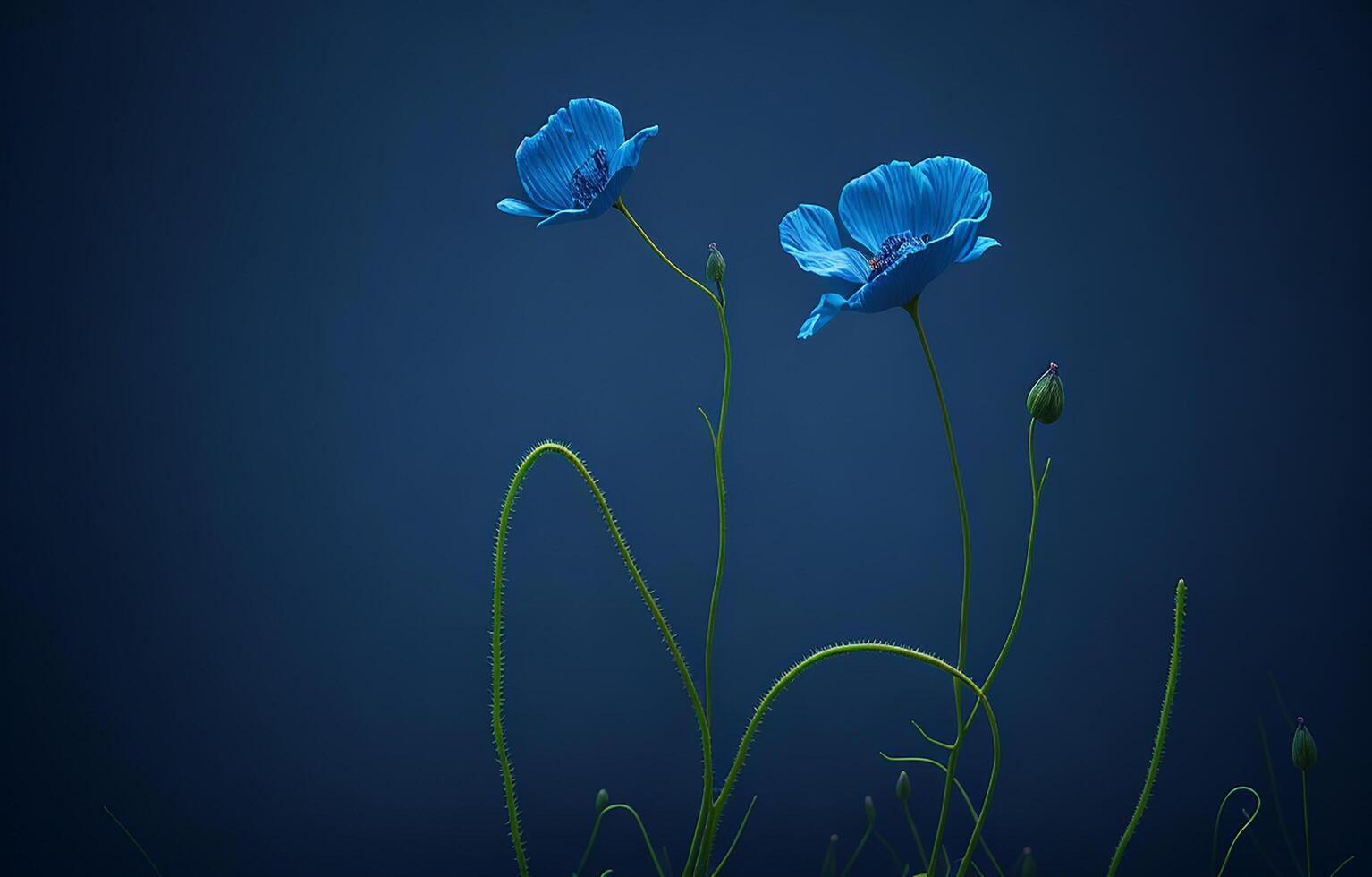 Blue Background, Beautiful Flower Background, Background, photo