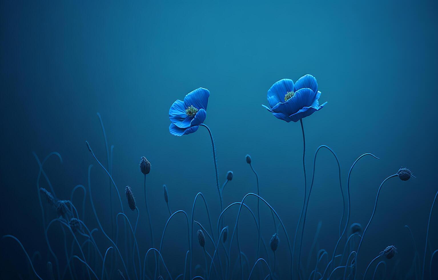 Blue Background, Beautiful Flower Background, Background, photo