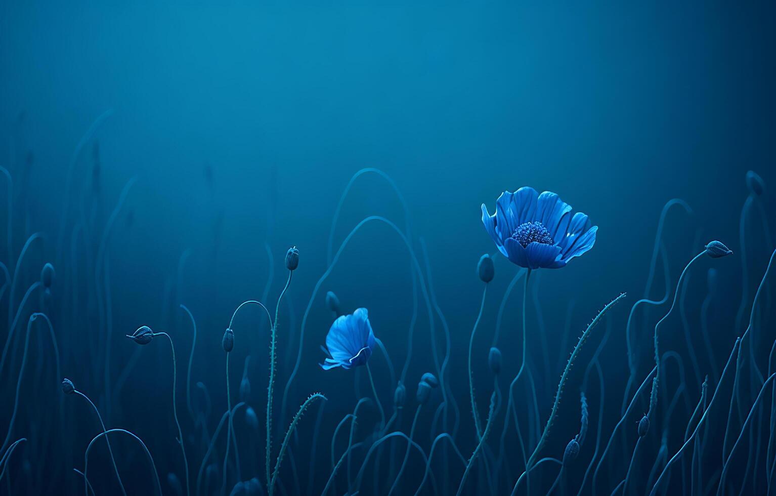 Blue Background, Beautiful Flower Background, Background, photo
