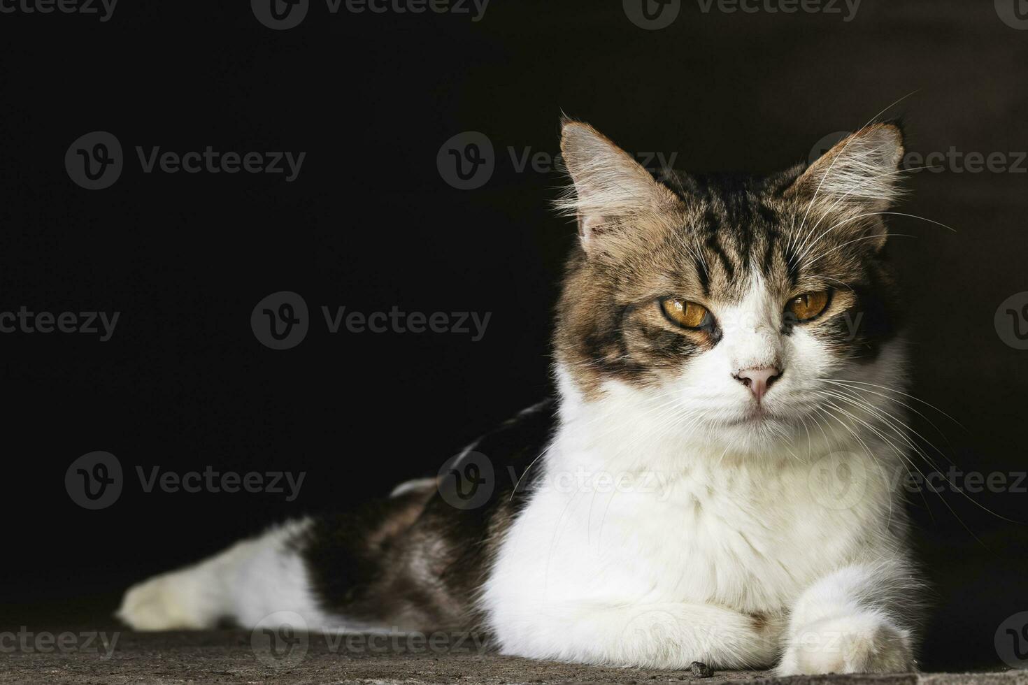 domestic cat looking at camera isolated on dark background. Domestic cat closeup photography photo