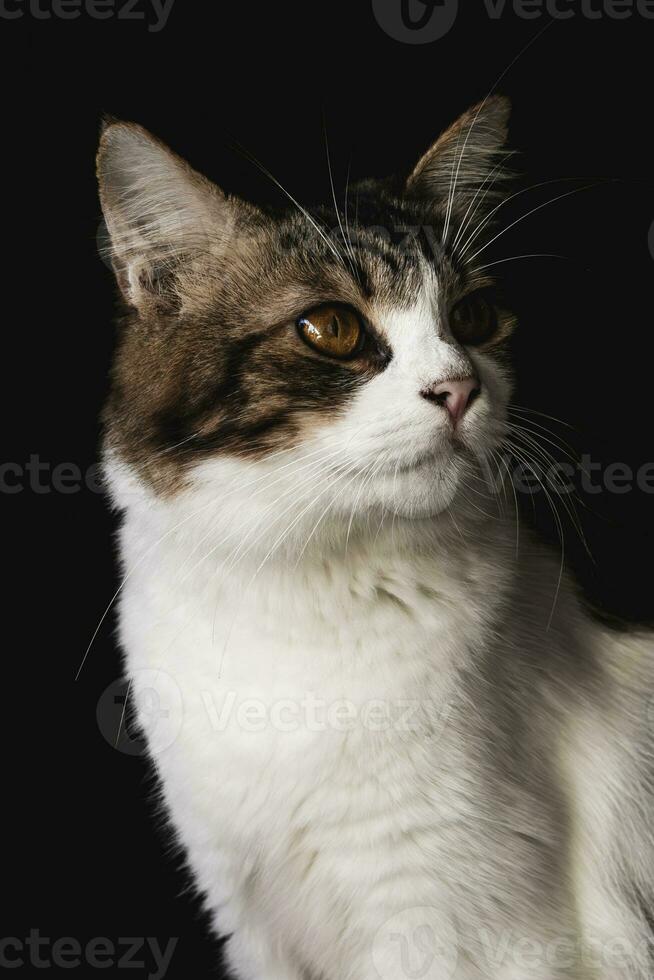 domestic cat closeup photography isolated on dark background. photo