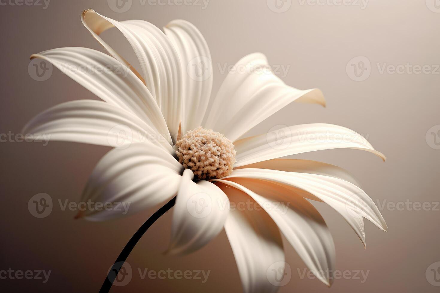 A still - life photograph of a single flower against a plain background. photo