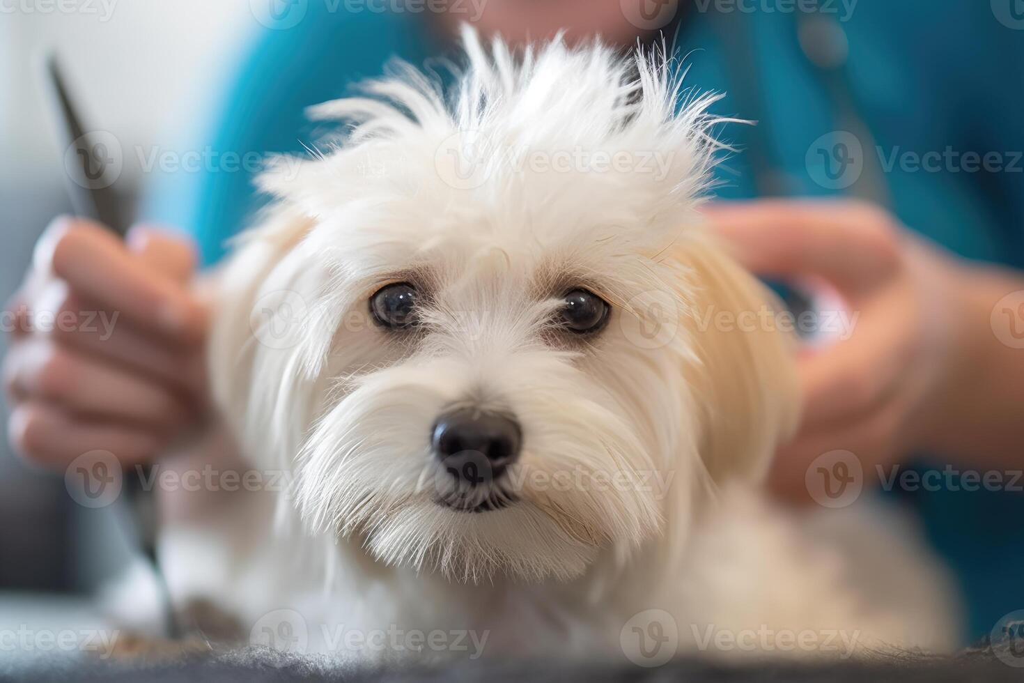 Professional pet groomer as she delicately trims the fur of a fluffy dog at a grooming salon. photo