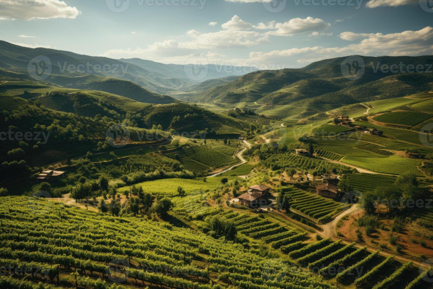 A Tuscan vineyard from above during harvest season. photo