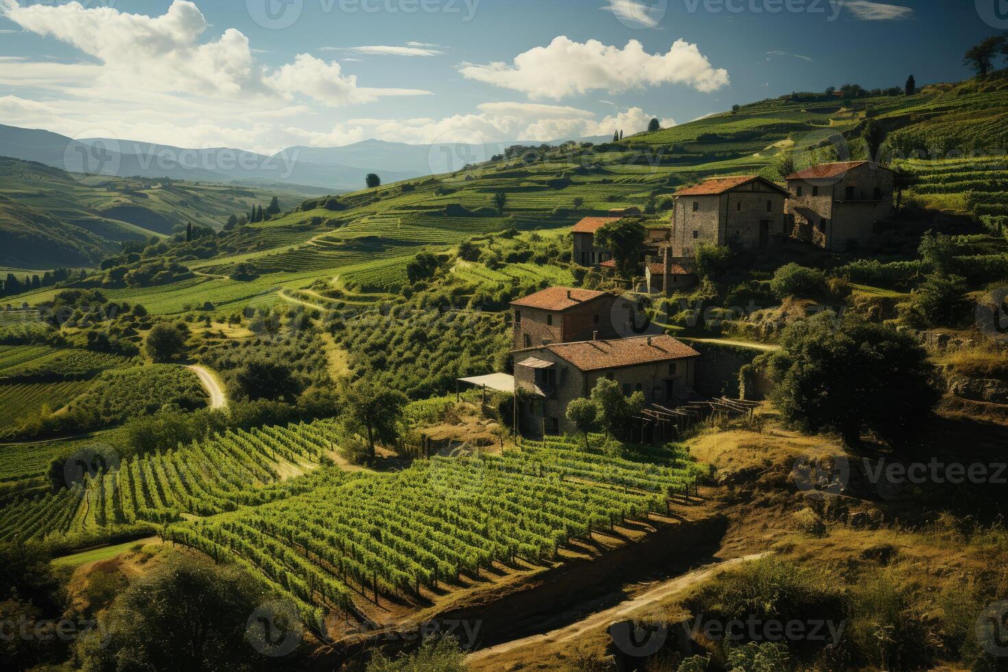 A Tuscan vineyard from above during harvest season. photo