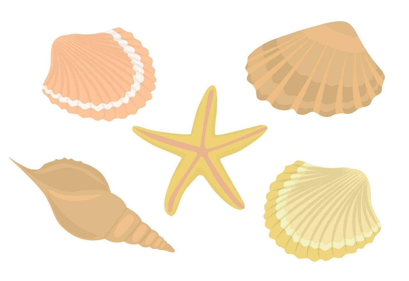 Sea shells and stars collection. Marine vector illustration of ocean shellfish.