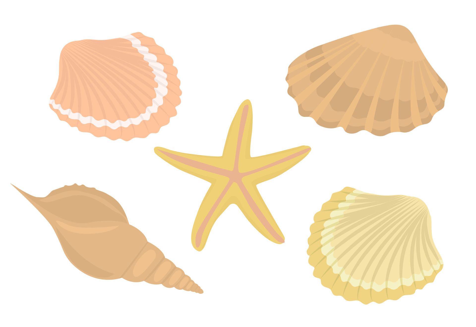 https://static.vecteezy.com/system/resources/previews/026/813/105/original/sea-shells-and-stars-collection-marine-illustration-of-ocean-shellfish-vector.jpg