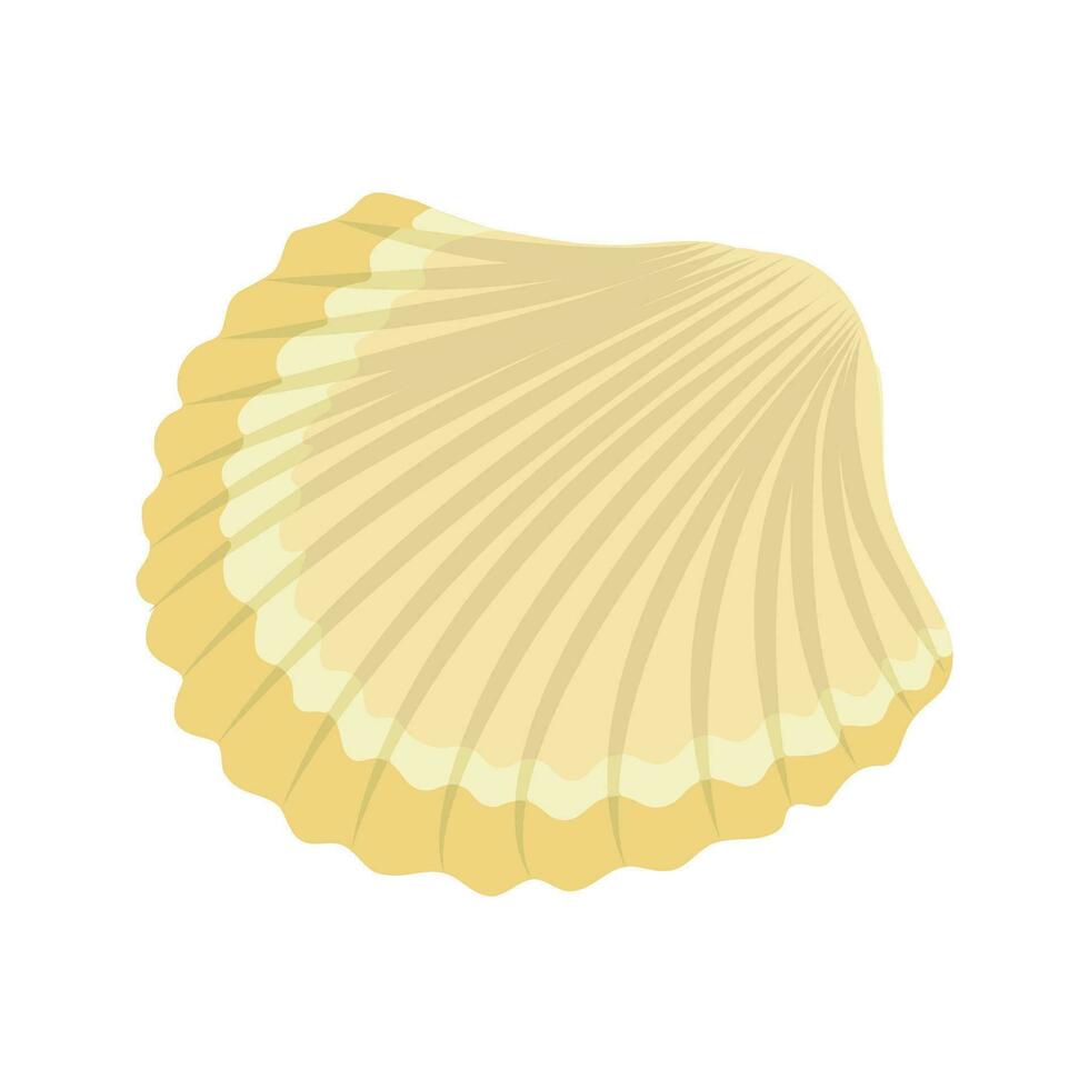 Sea shells and stars collection. Marine vector illustration of ocean shellfish.