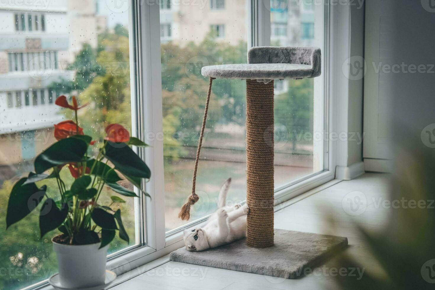 A cute Scottish Fold kitten is playing with a scratching post rope. Cat playing with a rope on a cat scratch stand. photo