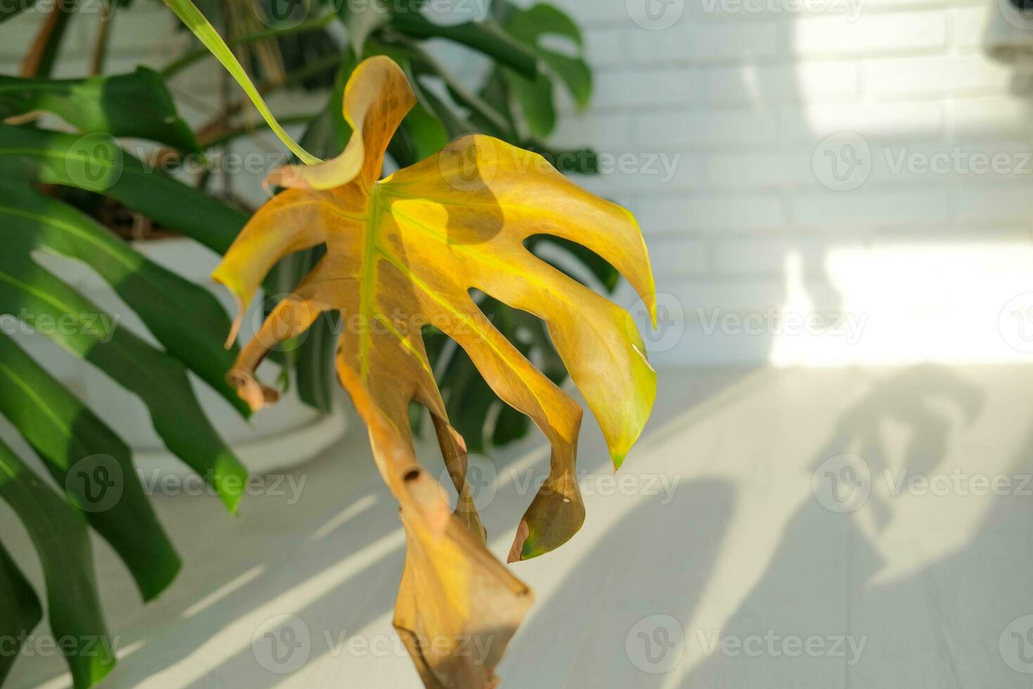 Close-up of yellow dried leaves of monstera due to over-watering of the plant. Plant disease. photo