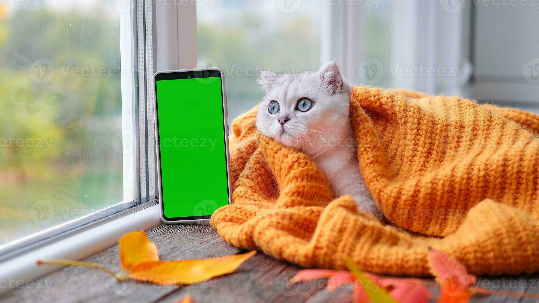 A small Scottish kitten is looking at a phone with a green screen. Advertising products for cats and kittens. Chroma Key. The cat lies near the window in a knitted orange sweater. Autumn concept. photo