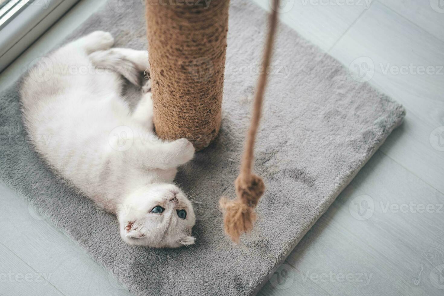 cerca arriba de un linda escocés doblez gatito jugando con un rascarse correo. gato jugando con un cuerda en un gato rasguño estar foto