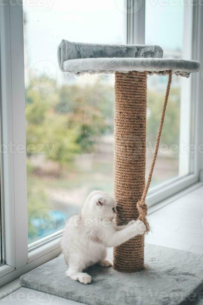 Close up of a cute scottish fold kitten playing with a scratching post. Cat playing with a rope on a cat scratch stand photo